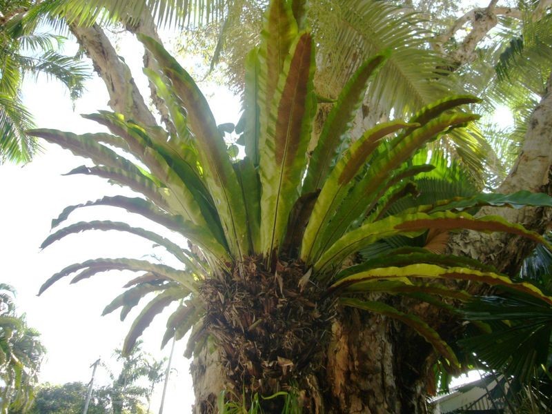 10/81-87 Arlington Esplanade, Clifton Beach QLD 4879