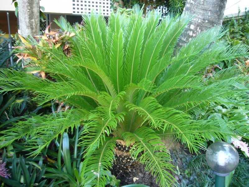 4/81-87 Arlington Esplanade, Clifton Beach QLD 4879