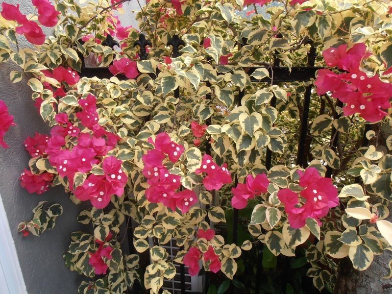 1 Molloy Close, Smithfield QLD 4878