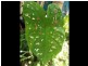 3 Anne Street, Smithfield QLD 4878