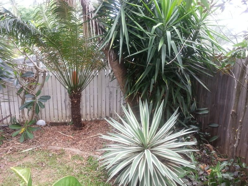 42 Gavin Street, Smithfield QLD 4878