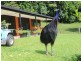 1150 Bramston Beach Road, Bramston Beach QLD 4871