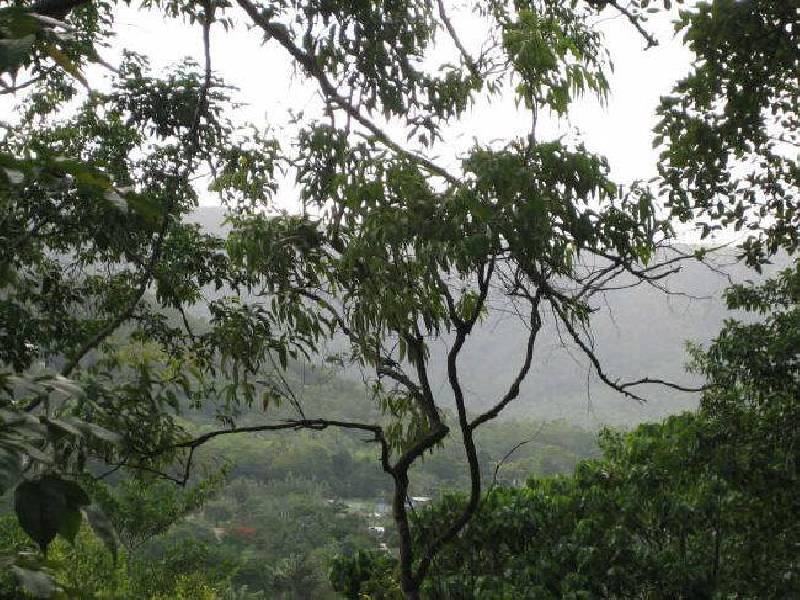 Lot 500 Crowsnest Terrace, Trinity Beach QLD 4879