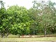 12 Marcia Close, Smithfield QLD 4878