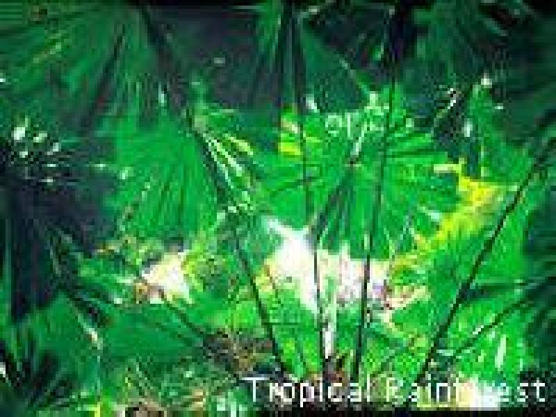 Yorkeys Knob QLD 4878