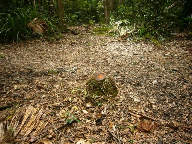 347 Black Mountain Rd, Kuranda QLD 4881