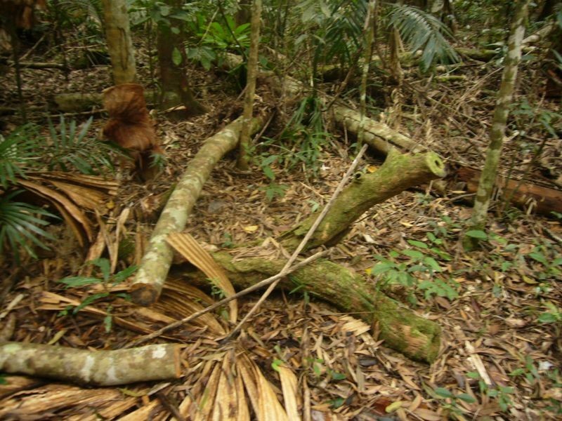 347 Black Mountain Rd, Kuranda QLD 4881