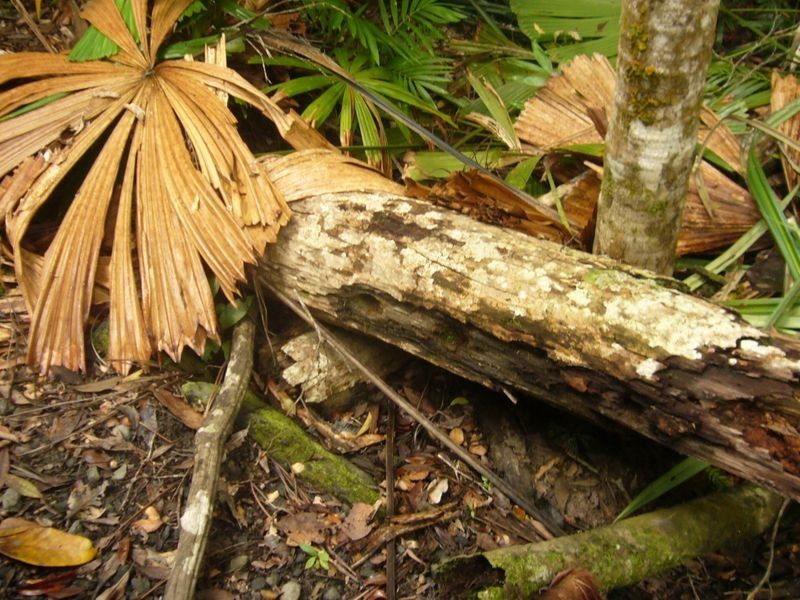 347 Black Mountain Rd, Kuranda QLD 4881