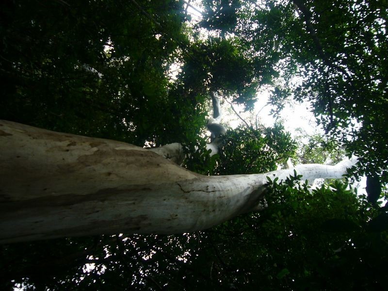 Lot 10 Flinders Court, Smithfield QLD 4878