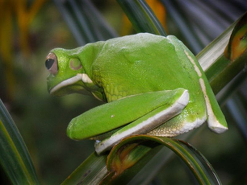 27/1-19 Poinciana Street, Holloways Beach QLD 4878