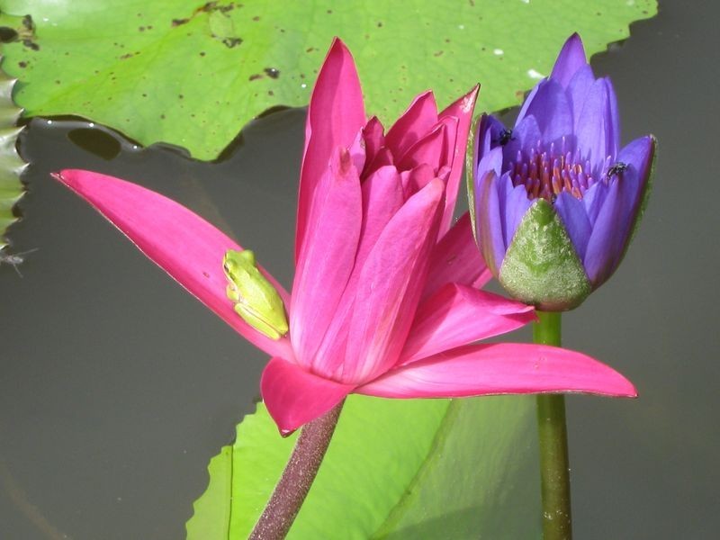 LOT 65 James Cook Drive, Kewarra Beach QLD 4879