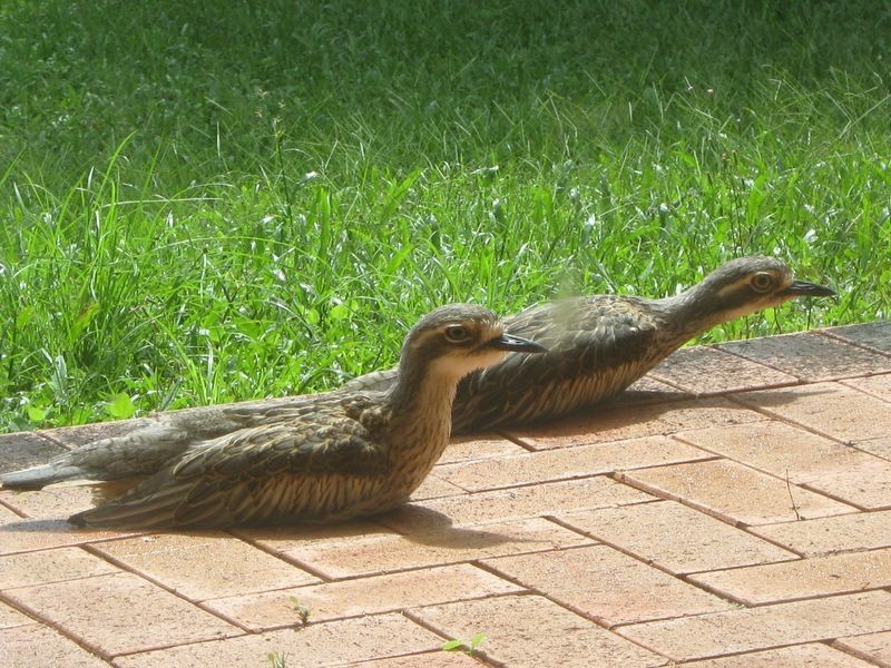 LOT 65 James Cook Drive, Kewarra Beach QLD 4879