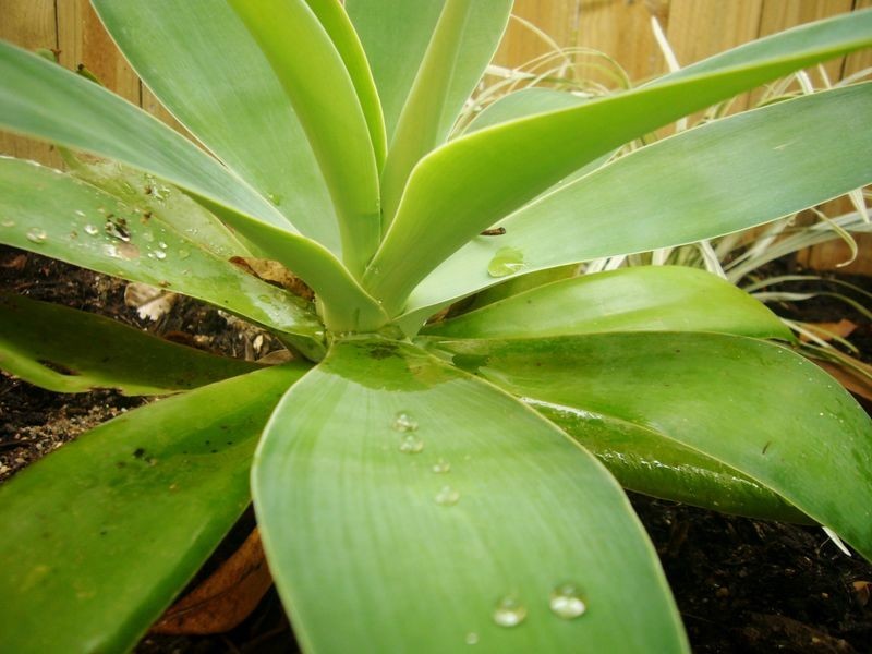 14/20-38 Sandwich Street, Kamerunga QLD 4870