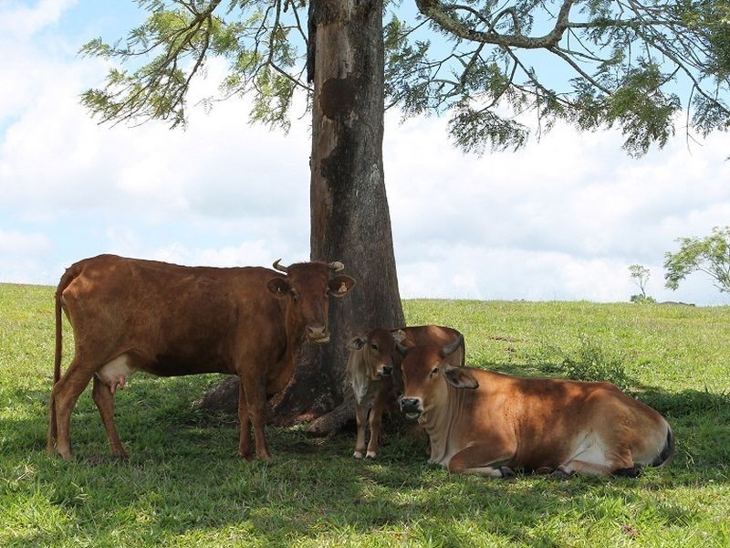 5 Topaz Road, Malanda QLD 4885