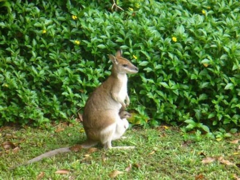 LOT 500 Crowsnest Terrace, Trinity Beach QLD 4879