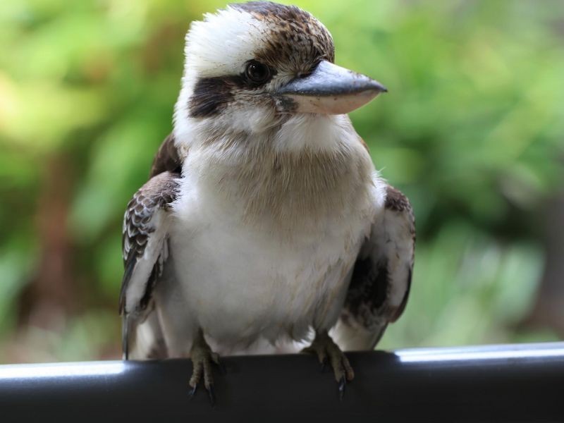 13/168-174 Moore Road ‘The Keys’, Kewarra Beach QLD 4879