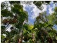 6 Fern Tree Place, Kuranda QLD 4881