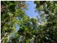 6 Fern Tree Place, Kuranda QLD 4881