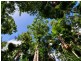 6 Fern Tree Place, Kuranda QLD 4881