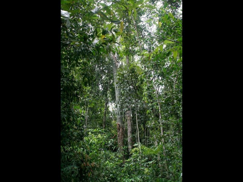 Kuranda QLD 4881