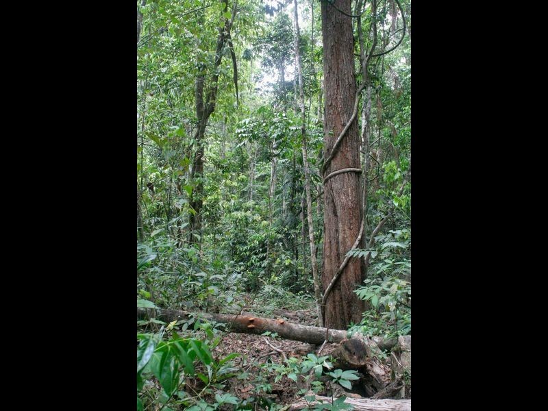 Kuranda QLD 4881