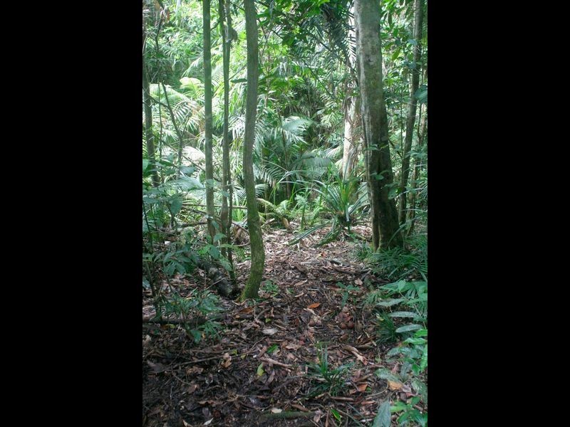 41 Barron Falls Road, Kuranda QLD 4881