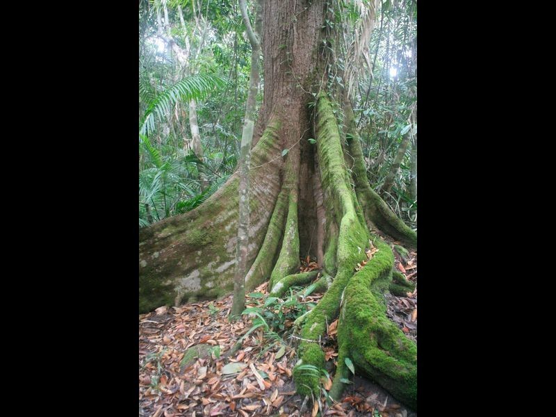 41 Barron Falls Road, Kuranda QLD 4881