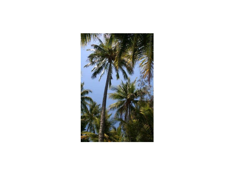 5/65 Williams Esplanade, Palm Cove QLD 4879