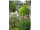 31 Ainsworth Street, Mawson ACT 2607