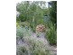 31 Ainsworth Street, Mawson ACT 2607
