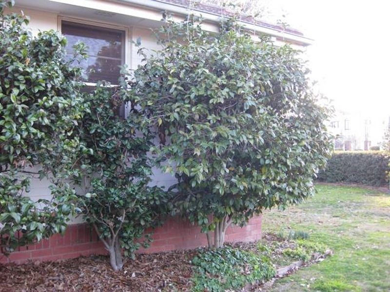 5 Towns Street, Turner ACT 2612