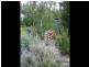 31 Ainsworth Street, Mawson ACT 2607