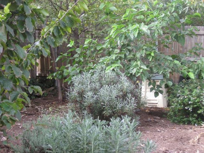 1 Tanner Place, Kambah ACT 2902