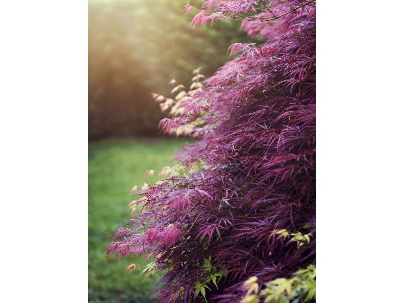 21 Scarborough Street, Red Hill ACT 2603