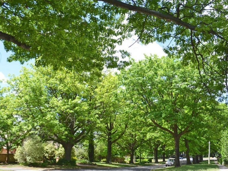 10C Schlich Street, Yarralumla ACT 2600