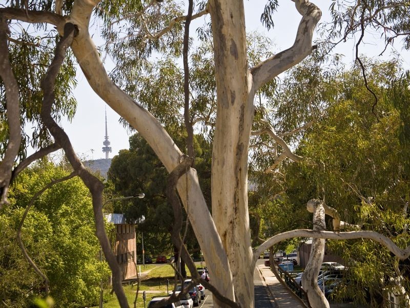 1/9 McKay Street, Turner ACT 2612