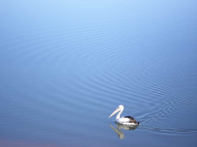 53 Harbourside Crescent, Port Macquarie NSW 2444