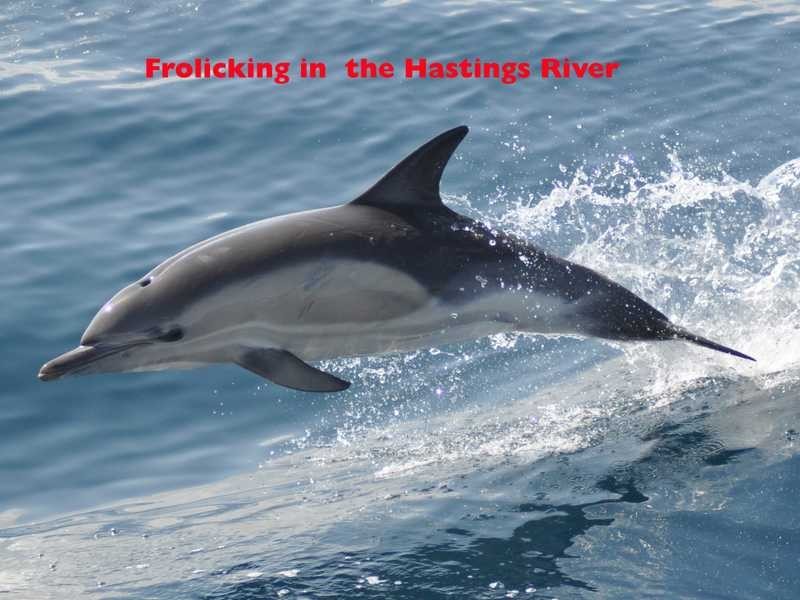 23 Harbourside Crescent, Port Macquarie NSW 2444