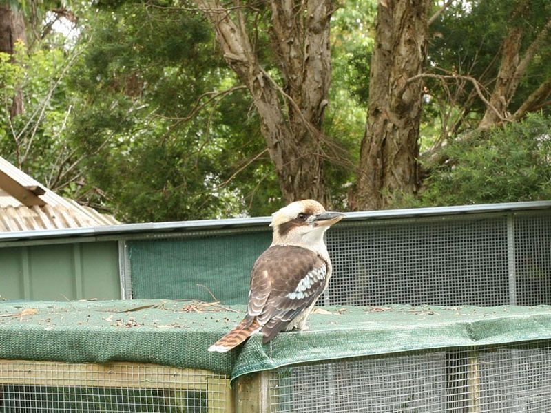 9 Adams Place, Mount Evelyn VIC 3796