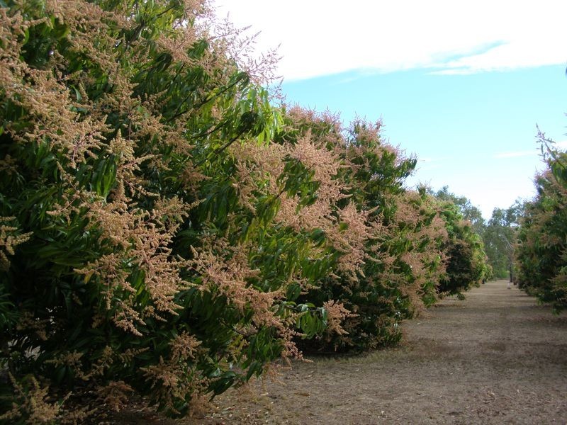 51 Collins Road, Katherine NT 0850