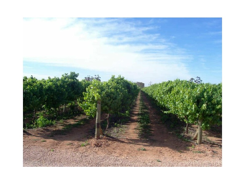 492 Paschendale Avenue, Merbein VIC 3505