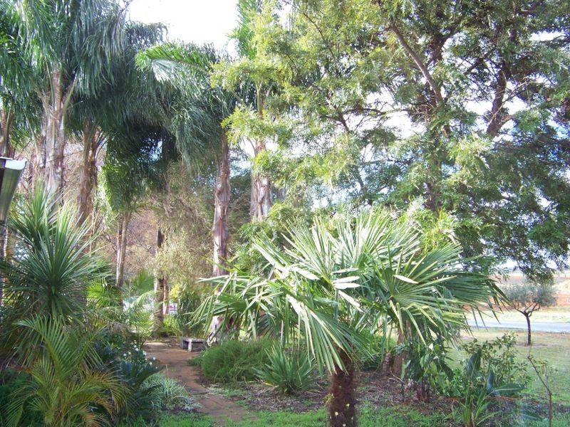 Block 59 Oleander Drive, Dareton NSW 2717