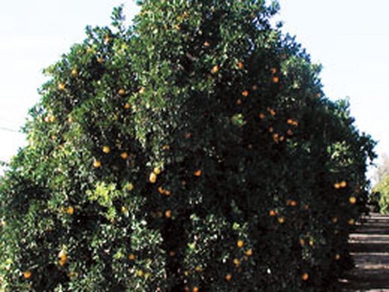 Lot 8 Treviso Way, Red Cliffs VIC 3496