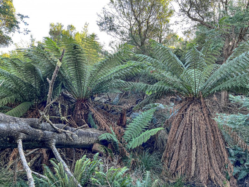 Lot 5 Lower German Town Road, St Marys TAS 7215