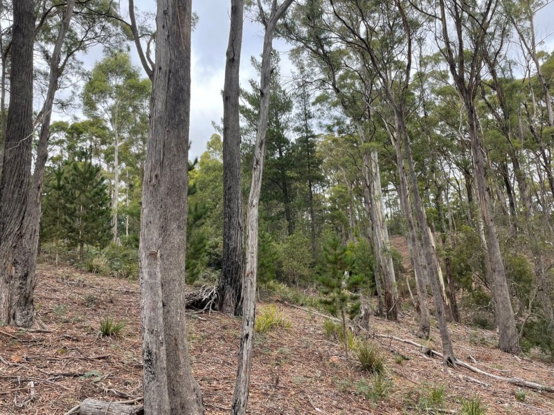88 Main Street, St Marys TAS 7215