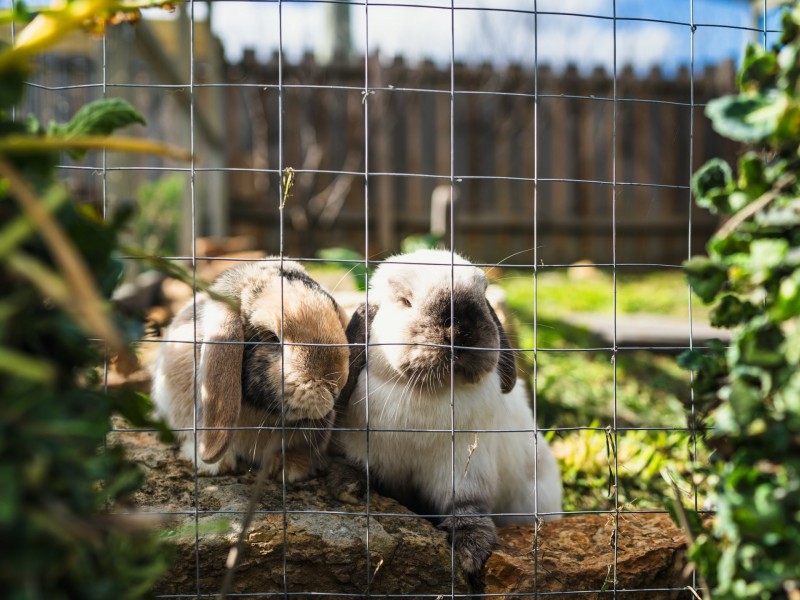 26 Albert Street, Fingal TAS 7214