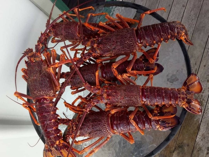 11 Casuarina Lane, Ansons Bay TAS 7216