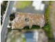 24 Winifred Drive, Scamander TAS 7215