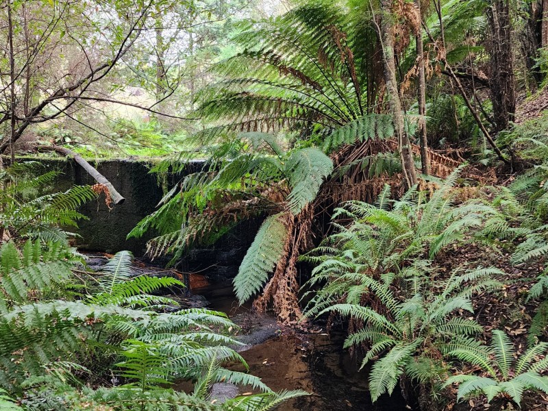 512 Irish Town Road, St Marys TAS 7215