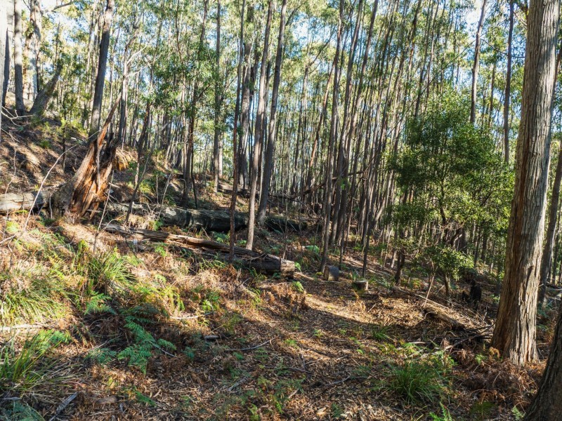 301 Gardiners Creek Road, St Marys TAS 7215